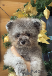 Фото №1. пудель (карликовый) - купить в Краснодаре за 170000₽. Объявление №155084