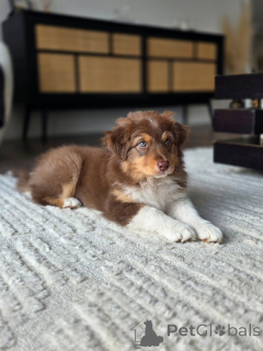 Фото №2 к объявлению №167037 о продаже австралийскую овчарку - купить в Нидерландах заводчик