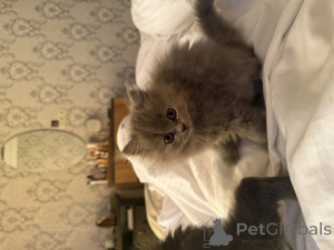 Фото №3. Котята. Грузия