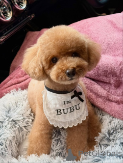 Фото №1. пудель (той) - купить в Берлине за 51022₽. Объявление №167646