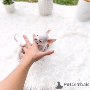 Фото №2 к объявлению №145385 о продаже чихуахуа - купить в Финляндии частное объявление, заводчик