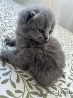 Фото №3. British cat. Ирландия