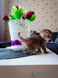 Фото №3. Шотланские вислоухие котята. Беларусь