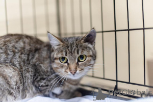 Фото №1.  - купить в Химках за Бесплатно. Объявление №159112