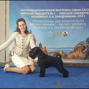 Фото №3. Цвергшнауцер черный щенки.  Россия