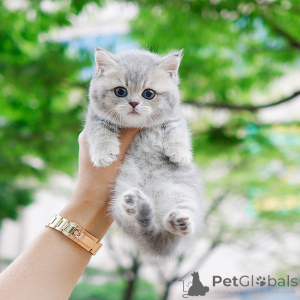 Фото №1. манчкин - купить в Нью-Йорке за 34498₽. Объявление №152207