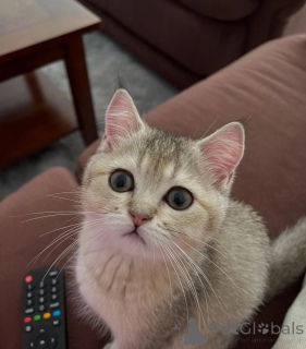 Фото №1. британская короткошёрстная - купить в Джулианстаун за договорная. Объявление №155688