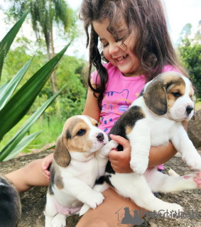 Фото №1. бигль - купить в Вильнюсе за договорная. Объявление №162917