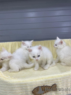 Фото №1. рэгдолл - купить в Хельсинки за Бесплатно. Объявление №165323