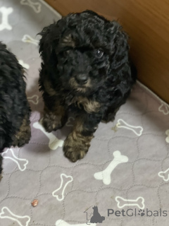 Фото №4. Продажа пуделя (той) в Белграде  - цена договорная