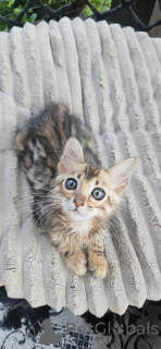 Фото №1. бенгальская - купить в Borlänge за 69575₽. Объявление №153245