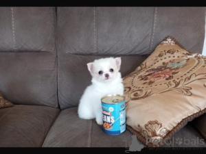 Фото №1. чихуахуа - купить в Варшаве за договорная. Объявление №166895