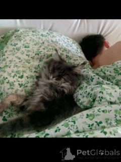 Фото №3. Котята мейн кун. Россия