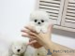 Дополнительные фото: Cute Pomeranian puppies for free adoption