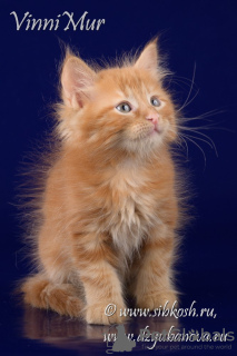 Фото №3. Сибирский котенок Огнедар. Россия