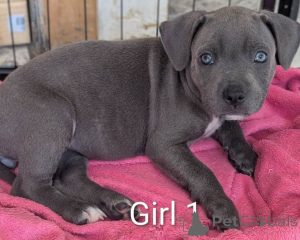 Фото №3. Hervorragender Wurf blauer Staffordshire Bullterrier-Welpen..  Германия