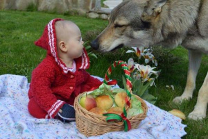 Дополнительные фото: Продажа щенков чехословацкого влчака