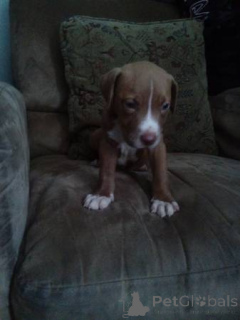 Фото №4. Продажа американского питбультерьера в Bielefeld частное объявление - цена 64937₽