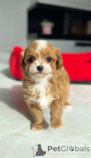 Фото №4. Продажа беспородную в Берлине заводчик - цена договорная