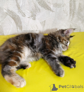 Фото №3. Продаются котята породы мейн-кун. Россия