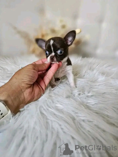 Фото №4. Продажа чихуахуа в Париже заводчик - цена Бесплатно