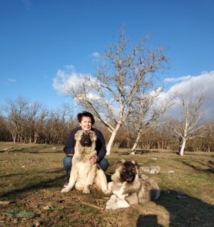 Фото №1. кавказская овчарка - купить в Севастополе за договорная. Объявление №1561