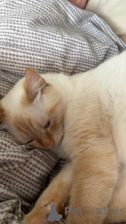 Фото №2 к объявлению №142270 о продаже  - купить в Люксембурге частное объявление