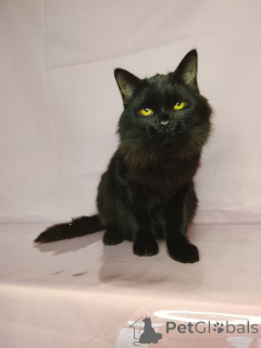 Фото №1.  - купить в Москве реке за Бесплатно. Объявление №160285