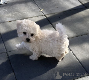 Фото №2 к объявлению №167470 о продаже бишон фризе - купить в Германии частное объявление