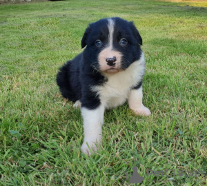 Фото №3. Adorable Border Collie puppies for free adoption.  Германия