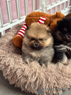 Фото №2 к объявлению №162730 о продаже немецкого шпица - купить в Франции заводчик