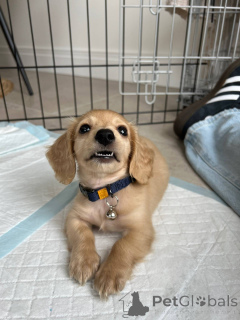 Фото №1. такса - купить в Берлине за договорная. Объявление №139150