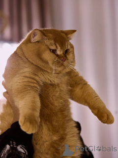 Фото №3. Британский короткошерстный котенок-мальчик. Нидерланды