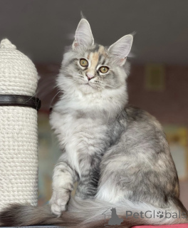 Фото №2 к объявлению №163186 о продаже мейн-кун - купить в Германии заводчик