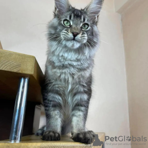 Фото №3. mainecoon kittens for free adoption. Германия