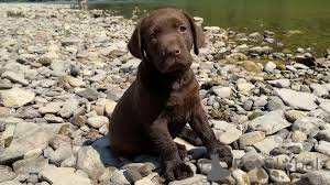 Фото №3. Лабрадор-ретривер Welpen zu verkaufen.  Австрия