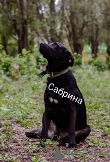 Фото №3. Ищем дом Сабрине!.  Россия