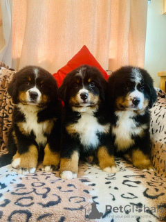 Дополнительные фото: Cute Bernese Mountain puppies for free adoption