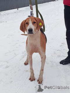 Фото №1. русская гончая - купить в Москова за Бесплатно. Объявление №165908