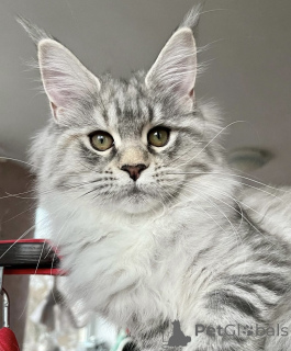 Фото №2 к объявлению №163172 о продаже мейн-кун - купить в Германии заводчик