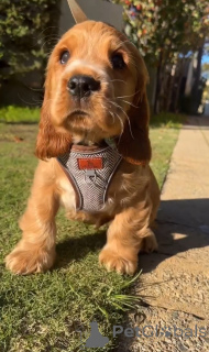 Фото №1. английский кокер-спаниель - купить в Ниже за 58414₽. Объявление №167786