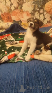 Фото №3. Маленький харизматичный щенок ищет самые добрые ручки!.  Россия