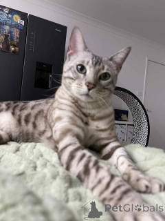 Фото №1. бенгальская - купить в Дюбендорф за 69575₽. Объявление №152644