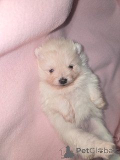 Фото №2 к объявлению №161706 о продаже  - купить в Бельгии частное объявление