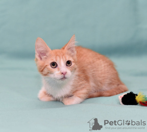 Дополнительные фото: Котенок Злата - рыжая малышка-солнышко ищет дом!