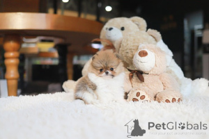 Фото №1. померанский шпиц - купить в Город Теннесси за договорная. Объявление №155002