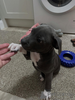 Фото №3. Очаровательный стаффордширский бультерьер, умный и любящий.  Франция