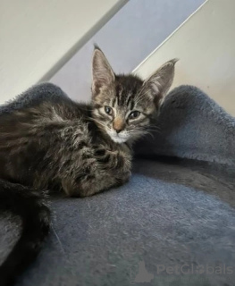 Фото №4. Продам корниш рекса в Melton заводчик - цена Бесплатно