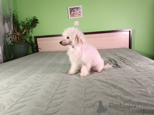 Фото №3. Карликовый пудель.  Эстония