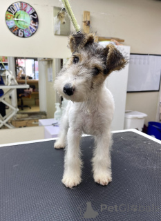 Фото №4. Продажа беспородную в Чикаго заводчик - цена 49283₽